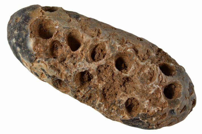 Fossil Cycadophyte Seed Cone - Boujdour, Morocco #339332